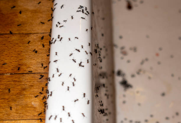 Best Best Pest Control Companies  in Bozeman, MT