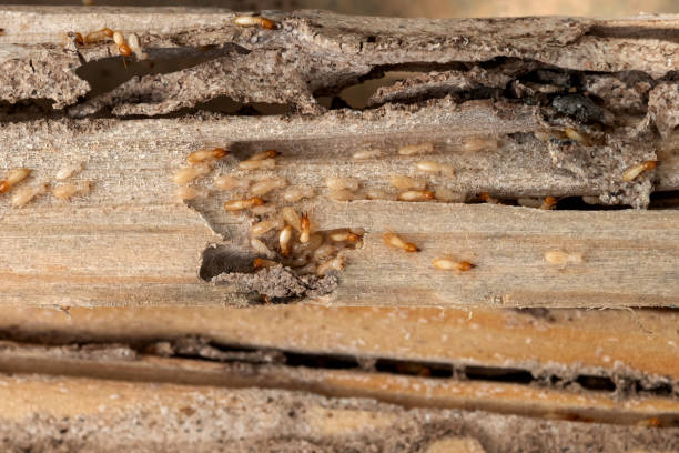 Best Pest Inspection Near Me  in Bozeman, MT